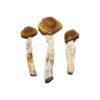 Brasilianische Magic Mushrooms online kaufen