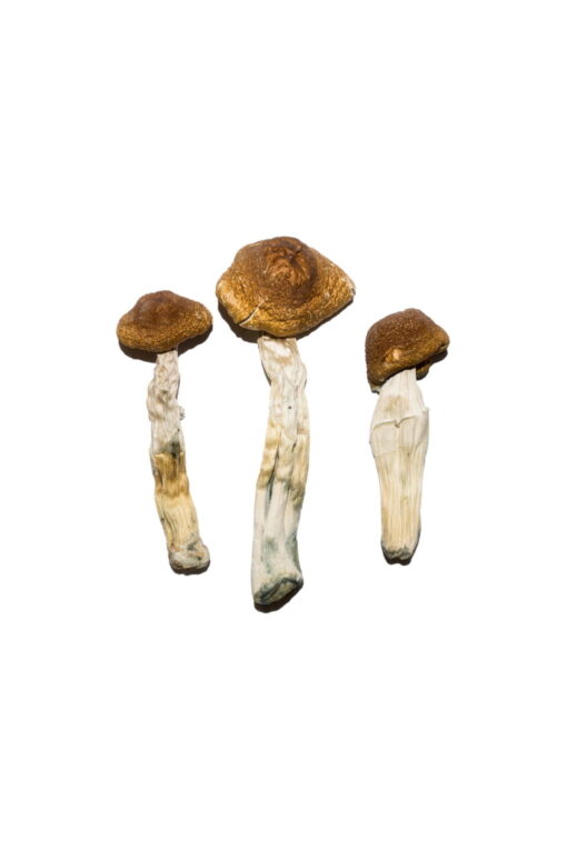 Brasilianische Magic Mushrooms online kaufen