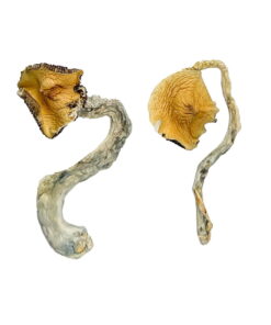 Panama Magic Mushrooms online kaufen