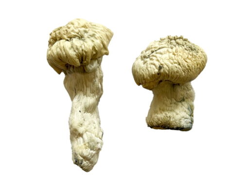 Shakti (Albino Malabar) Magic Mushrooms online kaufen
