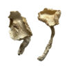 Stakz Magic Mushrooms online kaufen