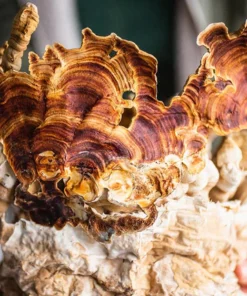 Stay Wyld Organics – Reishi-Pilz-Kapseln (Flasche mit 90 Stück)