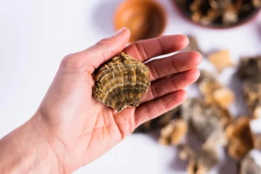 Stay Wyld Organics – Truthahnschwanz-Pilz-Kapseln