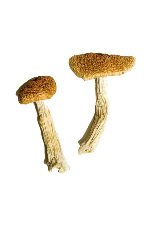 Teonanacatl Magic Mushrooms online kaufen