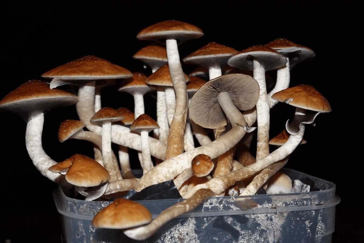 Zauberpilze Growkit