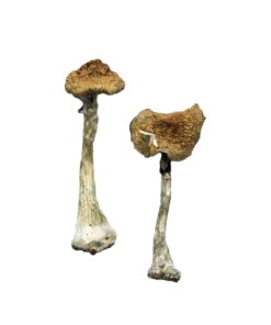 A+ Zauberpilze