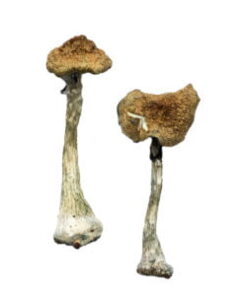 A+ Zauberpilze