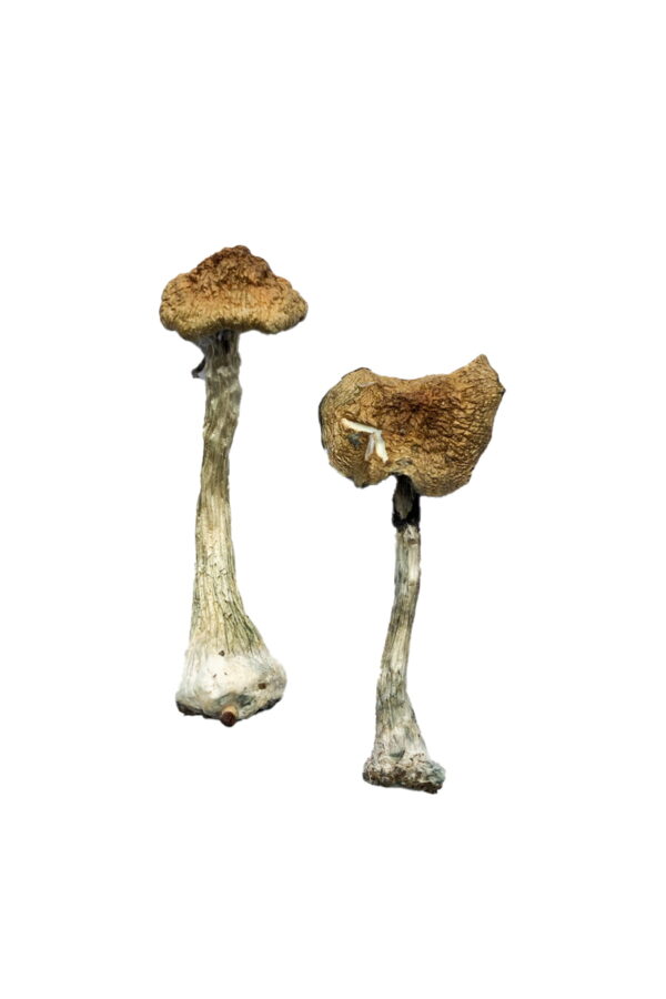 A+ Zauberpilze