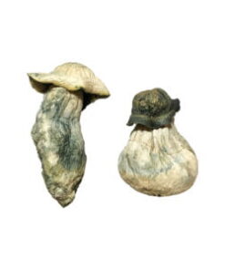 Albino Penis Neid Zauberpilze Online –
