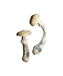Averys Albino-Zauberpilze sind eine seltene und besonders potente Variante der beliebten Psilocybe Cubensis-Pilze. Bekannt für ihre außergewöhnliche Optik mit weißen Kappen und dicken Stielen, bieten sie ein intensives psychedelisches Erlebnis mit starken visuellen Effekten und tiefgehenden Einsichten. Diese Albino-Zauberpilze zeichnen sich durch ihre hohe Konzentration an Psilocybin aus, was zu einer verstärkten Wahrnehmung, leuchtenden Farben und einem Gefühl der Verbundenheit mit der Umwelt führen kann. Aufgrund ihrer Intensität sind sie besonders für erfahrene Psychonauten geeignet, die eine tiefere spirituelle Reise suchen.
