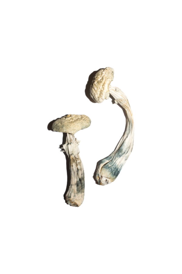 Averys Albino-Zauberpilze sind eine seltene und besonders potente Variante der beliebten Psilocybe Cubensis-Pilze. Bekannt für ihre außergewöhnliche Optik mit weißen Kappen und dicken Stielen, bieten sie ein intensives psychedelisches Erlebnis mit starken visuellen Effekten und tiefgehenden Einsichten. Diese Albino-Zauberpilze zeichnen sich durch ihre hohe Konzentration an Psilocybin aus, was zu einer verstärkten Wahrnehmung, leuchtenden Farben und einem Gefühl der Verbundenheit mit der Umwelt führen kann. Aufgrund ihrer Intensität sind sie besonders für erfahrene Psychonauten geeignet, die eine tiefere spirituelle Reise suchen.