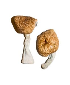 Burmesische Zauberpilze