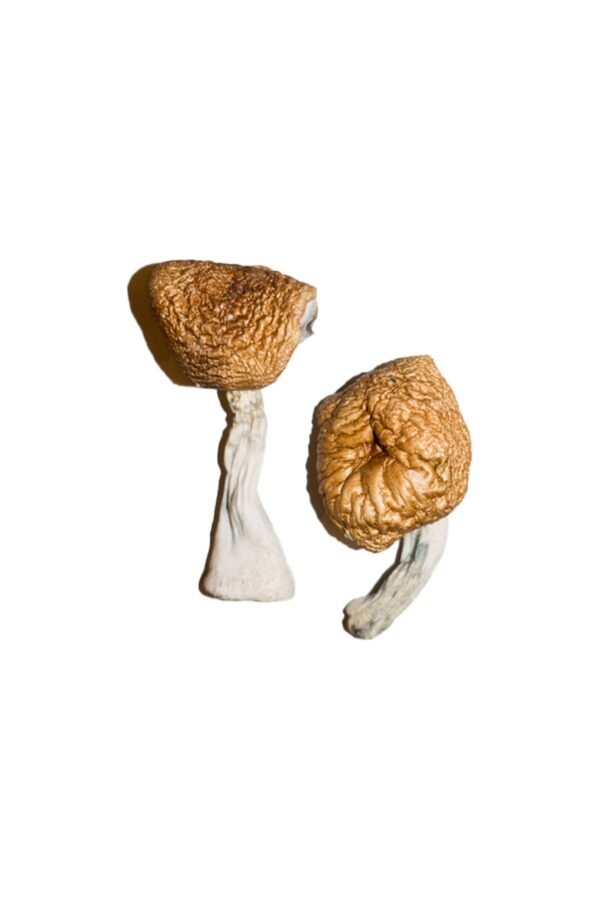 Burmesische ZauberpilzeBurmesische Zauberpilze