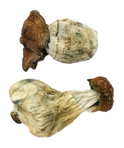 Dino-Ei-Zauberpilze