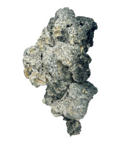 Enigma Zauberpilze