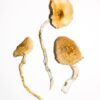 Golden Teacher Zauberpilze