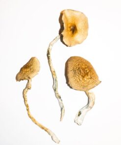 Golden Teacher Zauberpilze