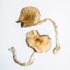 Golden Teacher Zauberpilze