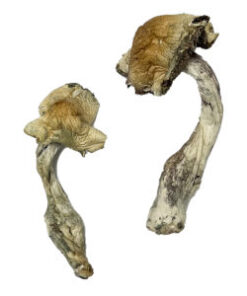 Gorlin Zauberpilze