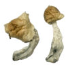 Gorlin Zauberpilze