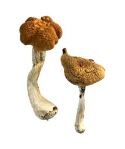 Malaysische Zauberpilze