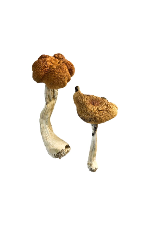 Malaysische Zauberpilze