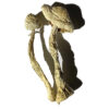 Panama Zauberpilze