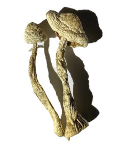 Panama Zauberpilze