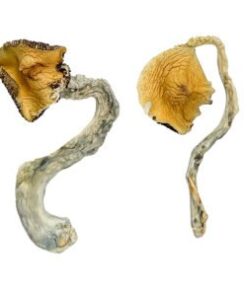 Panama Zauberpilze