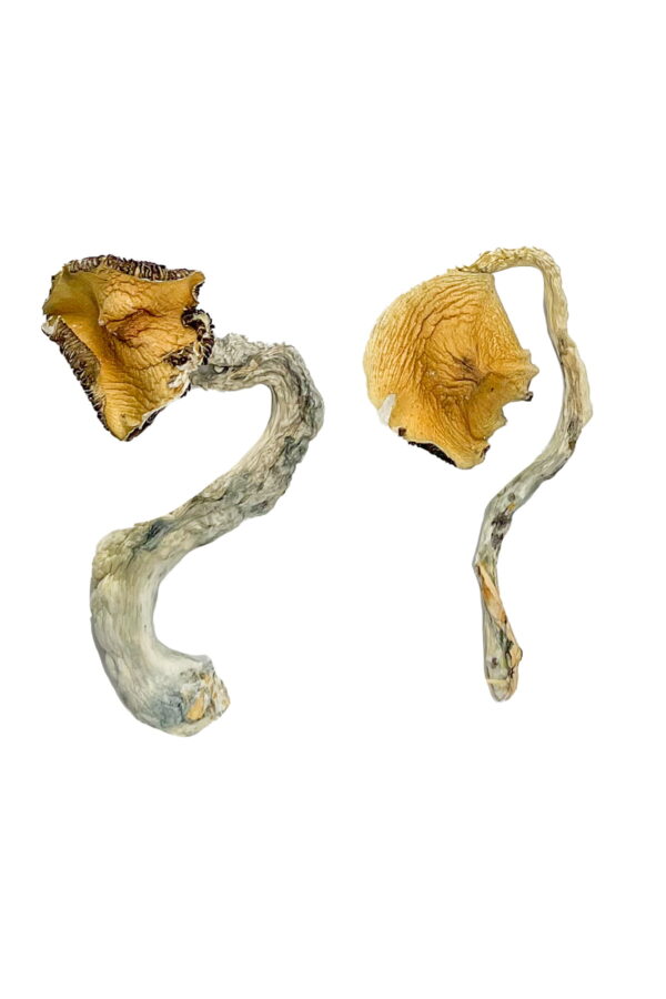 Panama Zauberpilze