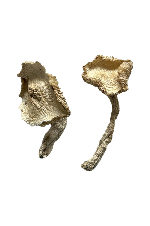 Stakz Zauberpilze
