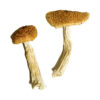 Teonanacatl Zauberpilze