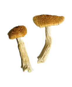 Teonanacatl Zauberpilze