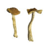 Teonanacatl Zauberpilze