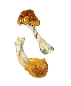 Texas Orange Cap Zauberpilze