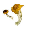 Texas Orange Cap Zauberpilze