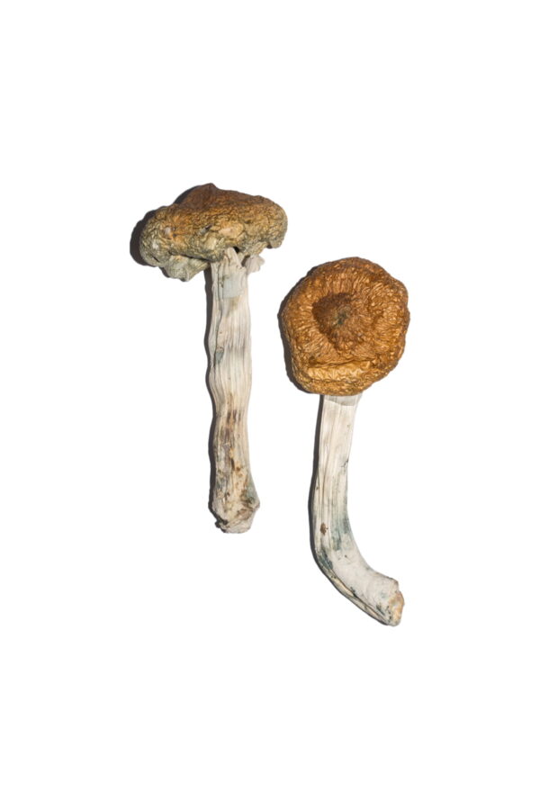 Vietnamesische ZauberpilzeVietnamese Zauberpilze