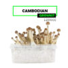 Cubensis Growkit Kambodschanisch Medium