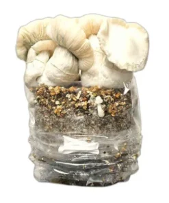 Jack Frost Pilze wachsen Kit