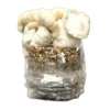 Jack Frost Pilze wachsen Kit