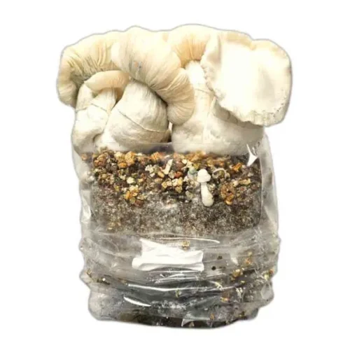 Jack Frost Pilze wachsen Kit