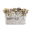 Cubensis Growkit mexikanisch