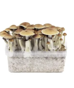 Cubensis Growkit B+