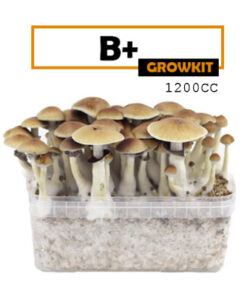 Mondo Growkit B+ Medium