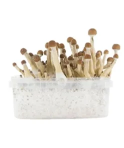 Cubensis Growkit Kambodschanisch