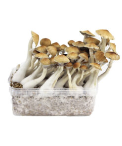 Cubensis Growkit kolumbianisch