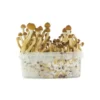 Cubensis Growkit Ecuador
