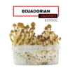 Mondo Growkit Treasure Coast Medium