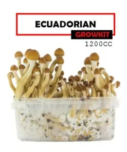 Mondo Growkit Treasure Coast Medium