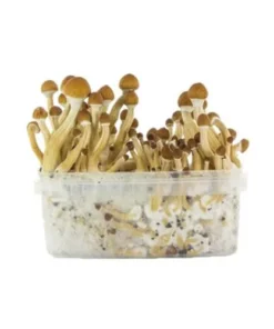 Cubensis Growkit Ecuador